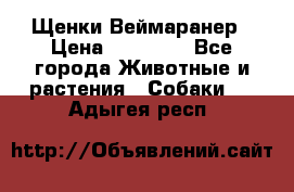 Щенки Веймаранер › Цена ­ 40 000 - Все города Животные и растения » Собаки   . Адыгея респ.